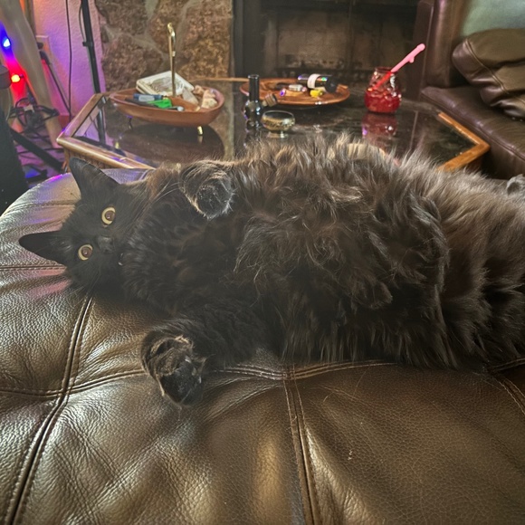 Meet your Posher, IV - Picture 3 of 3